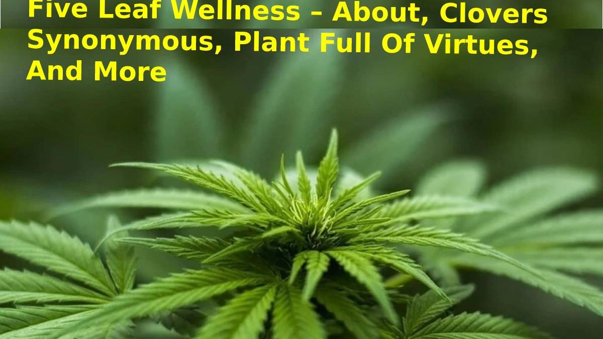 Five Leaf Wellness – About, Clovers Synonymous, Plant Full Of Virtues, And More