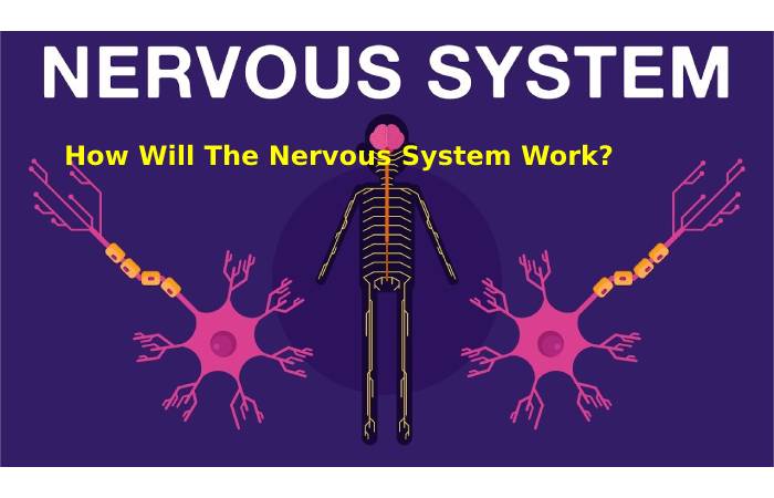 How Will The Nervous System Work_