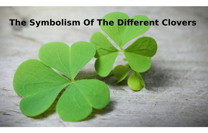 The Symbolism Of The Different Clovers