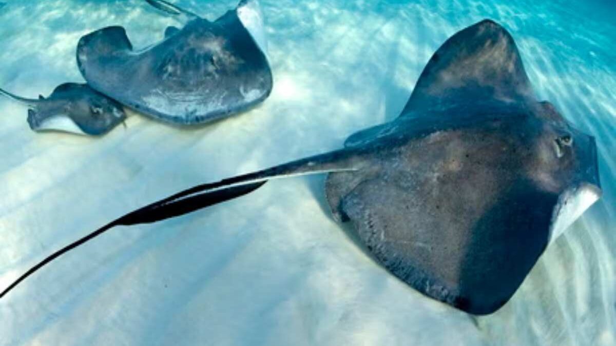 Stingray Skin: About, Ray Skin, Leather Skin, And More